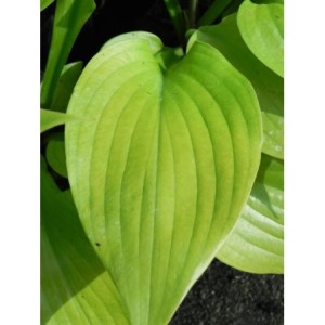 funkia ogrodowa (Hosta x hybrida) Sum and Substance- Świat bylin - sklep internetowy