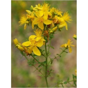 dziurawiec zwyczajny (Hypericum perforatum) Topaz - Świat bylin - sklep internetowy