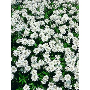 ubiorek wiecznie zielony (Iberis sempervirens) Fischbeck- Świat bylin - sklep internetowy