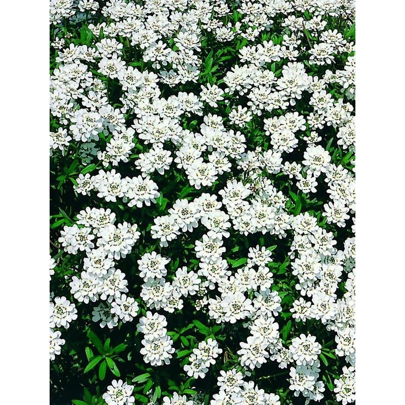 ubiorek wiecznie zielony (Iberis sempervirens) Fischbeck- Świat bylin - sklep internetowy