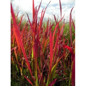 imperata cylindryczna (Imperata cylindrica) Red Baron- Świat bylin - sklep internetowy