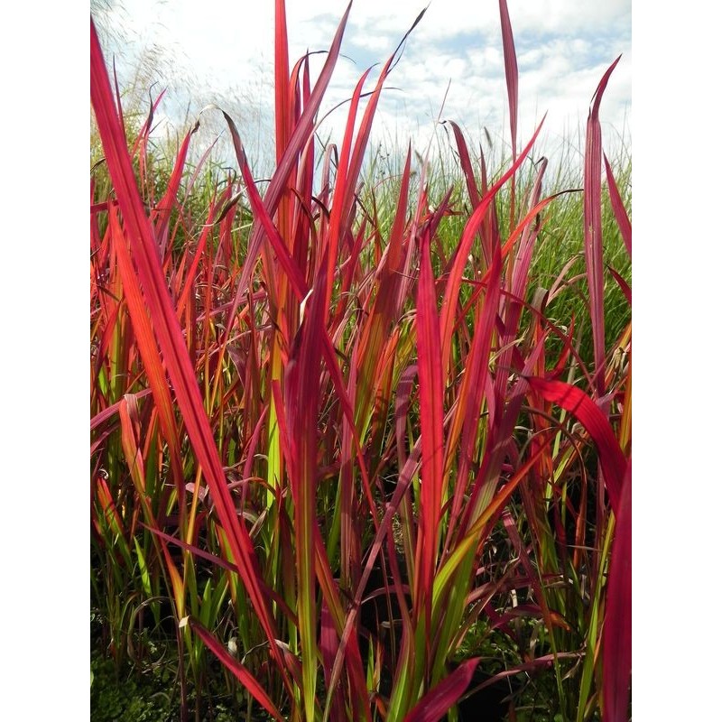 imperata cylindryczna (Imperata cylindrica) Red Baron- Świat bylin - sklep internetowy