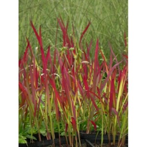 imperata cylindryczna (Imperata cylindrica) Red Baron- Świat bylin - sklep internetowy