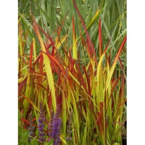 imperata cylindryczna (Imperata cylindrica) Red Baron- Świat bylin - sklep internetowy