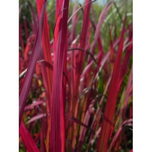 imperata cylindryczna (Imperata cylindrica) Red Baron- Świat bylin - sklep internetowy