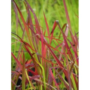 imperata cylindryczna (Imperata cylindrica) Red Baron- Świat bylin - sklep internetowy