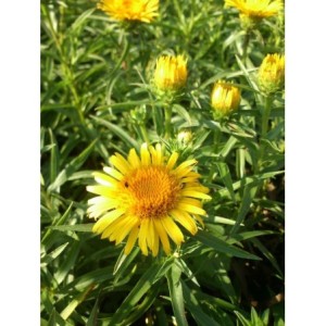 oman wąskolistny (Inula ensifolia) - Świat bylin - sklep internetowy