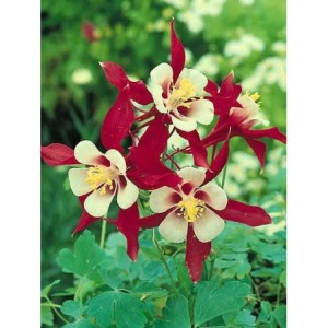 orlik błękitny (Aquilegia caerulea) Crimson Star- Świat bylin - sklep internetowy