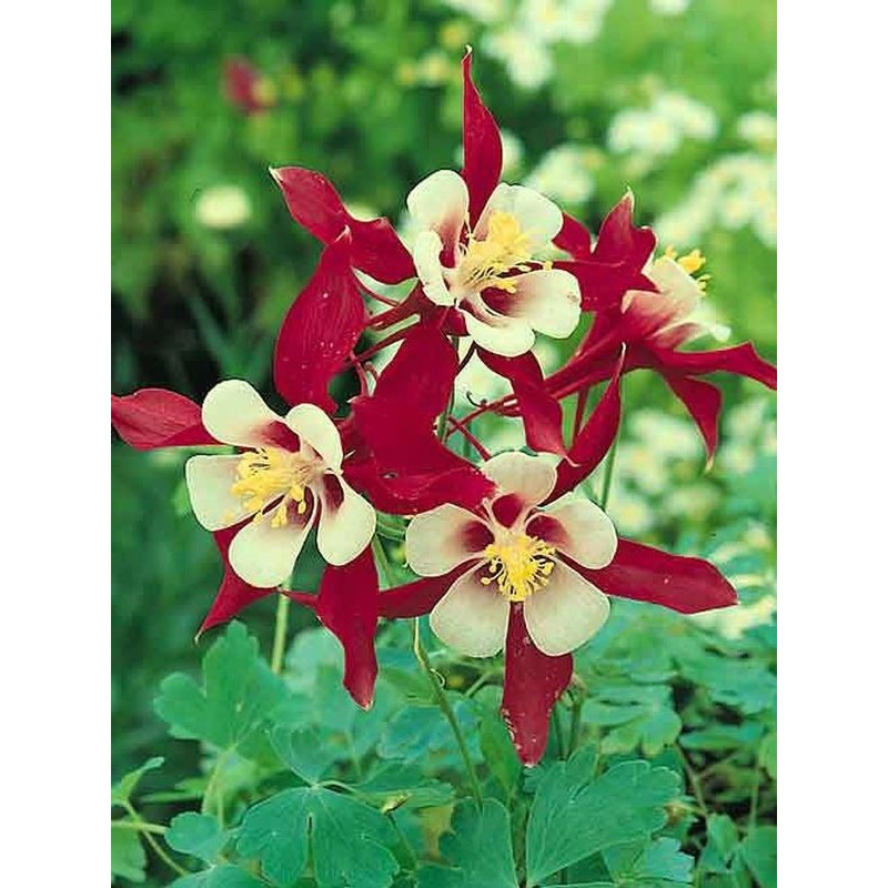 orlik błękitny (Aquilegia caerulea) Crimson Star- Świat bylin - sklep internetowy