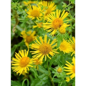 oman wielki (Inula helenium) - Świat bylin - sklep internetowy