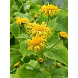 oman wspaniały (Inula magnifica) - Świat bylin - sklep internetowy