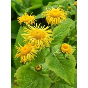 oman wspaniały (Inula magnifica) - Świat bylin - sklep internetowy