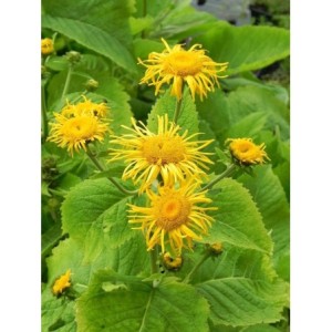 oman wspaniały (Inula magnifica) - Świat bylin - sklep internetowy