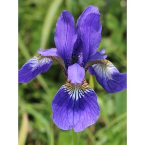 kosaciec syberyjski (Iris sibirica) Annick- Świat bylin - sklep internetowy