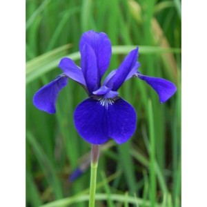 kosaciec syberyjski (Iris sibirica) Caesars Brother - Świat bylin - sklep internetowy