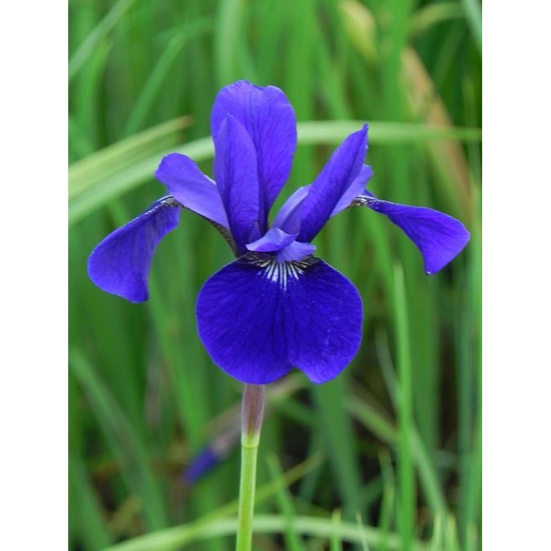 kosaciec syberyjski (Iris sibirica) Caesars Brother - Świat bylin - sklep internetowy