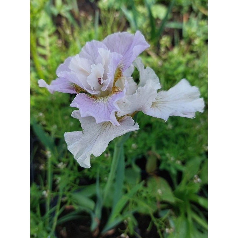 kosaciec syberyjski (Iris sibirica) Dawn Waltz- Świat bylin - sklep internetowy