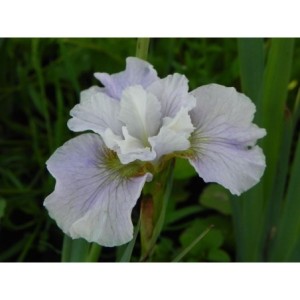 kosaciec syberyjski (Iris sibirica) Dawn Waltz- Świat bylin - sklep internetowy