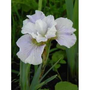 kosaciec syberyjski (Iris sibirica) Dawn Waltz- Świat bylin - sklep internetowy
