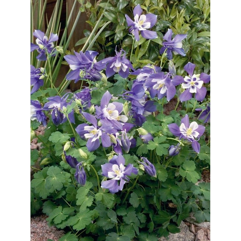 orlik błękinty (Aquilegia caerulea) Spring Magic® F1 Blue & White- Świat bylin - sklep internetowy