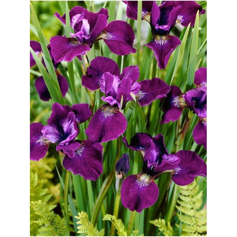 kosaciec syberyjski (Iris sibirica) Hubbard- Świat bylin - sklep internetowy