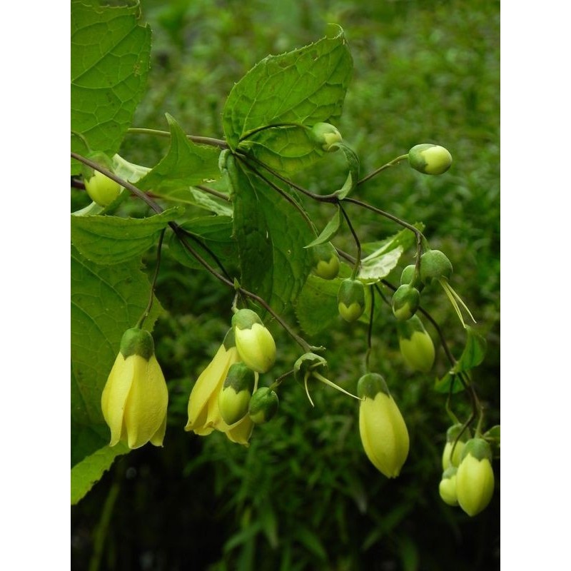 kirengeszoma dłoniasta (Kirengeshoma palmata) - Świat bylin - sklep internetowy