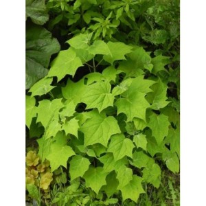 kirengeszoma dłoniasta (Kirengeshoma palmata) - Świat bylin - sklep internetowy