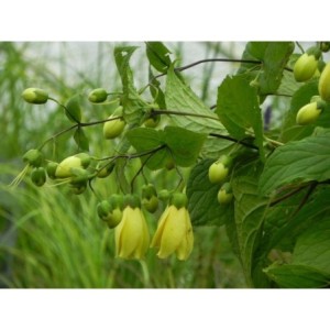 kirengeszoma dłoniasta (Kirengeshoma palmata) - Świat bylin - sklep internetowy