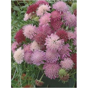 świerzbnica macedońska (Knautia macedonica) Melton Pastels™- Świat bylin - sklep internetowy