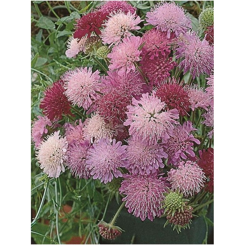 świerzbnica macedońska (Knautia macedonica) Melton Pastels™- Świat bylin - sklep internetowy