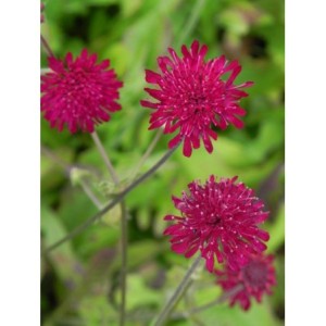 świerzbnica macedońska (Knautia macedonica) Red Knight- Świat bylin - sklep internetowy