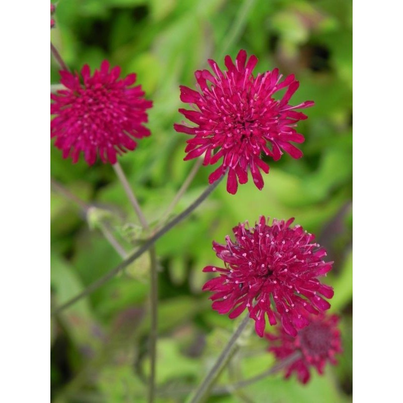 świerzbnica macedońska (Knautia macedonica) Red Knight- Świat bylin - sklep internetowy