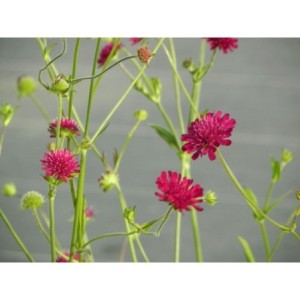 świerzbnica macedońska (Knautia macedonica) Red Knight- Świat bylin - sklep internetowy