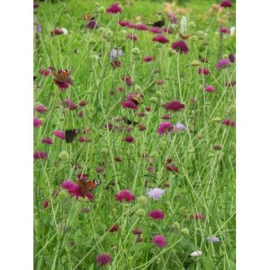 świerzbnica macedońska (Knautia macedonica) Red Knight- Świat bylin - sklep internetowy