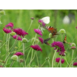 świerzbnica macedońska (Knautia macedonica) Red Knight- Świat bylin - sklep internetowy