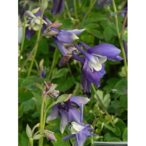 orlik błękitny (Aquilegia caerulea) Spring Magic® F1 Navy & White- Świat bylin - sklep internetowy