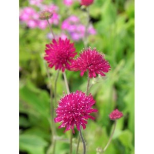 świerzbnica macedońska (Knautia macedonica) Red Knight- Świat bylin - sklep internetowy