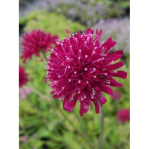 świerzbnica macedońska (Knautia macedonica) Red Knight- Świat bylin - sklep internetowy