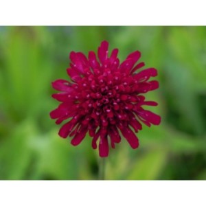 świerzbnica macedońska (Knautia macedonica) Red Knight- Świat bylin - sklep internetowy