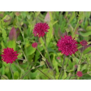 świerzbnica macedońska (Knautia macedonica) Red Knight- Świat bylin - sklep internetowy