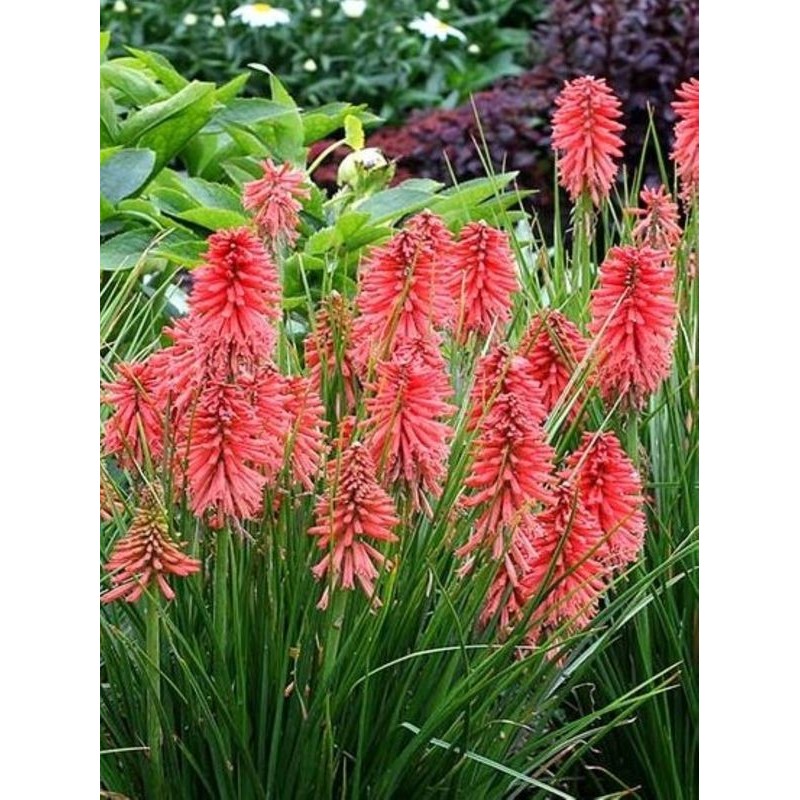 trytoma (Kniphofia) Poco Red- Świat bylin - sklep internetowy