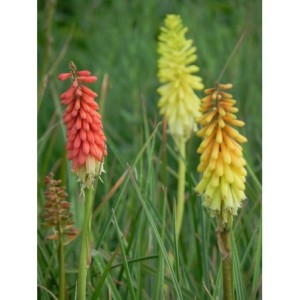 trytoma groniasta (Kniphofia uvaria) Flamenco- Świat bylin - sklep internetowy