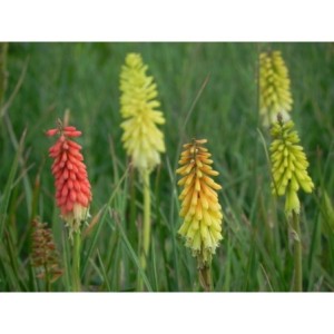 trytoma groniasta (Kniphofia uvaria) Flamenco- Świat bylin - sklep internetowy