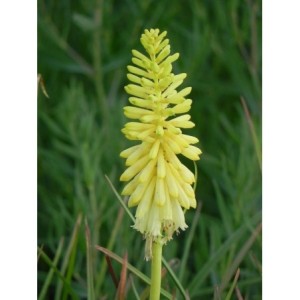 trytoma groniasta (Kniphofia uvaria) Flamenco- Świat bylin - sklep internetowy