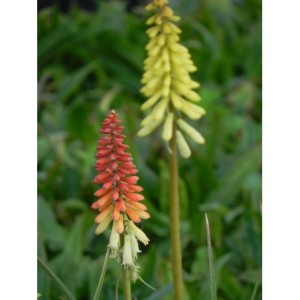 trytoma groniasta (Kniphofia uvaria) Flamenco- Świat bylin - sklep internetowy