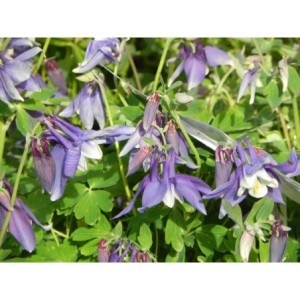 orlik błękitny (Aquilegia caerulea) Spring Magic® F1 Navy & White- Świat bylin - sklep internetowy