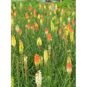 trytoma groniasta (Kniphofia uvaria) Flamenco- Świat bylin - sklep internetowy