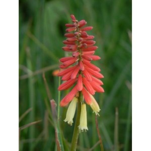 trytoma groniasta (Kniphofia uvaria) Flamenco- Świat bylin - sklep internetowy