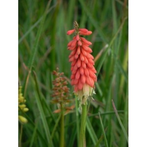 trytoma groniasta (Kniphofia uvaria) Flamenco- Świat bylin - sklep internetowy