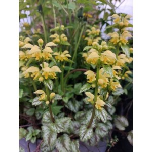 gajowiec żółty (Lamium galeobdolon) Florentinum- Świat bylin - sklep internetowy